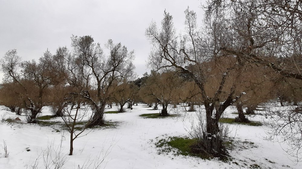 Yalancı bahara aldanan zeytin ağaçları, don nedeniyle yandı