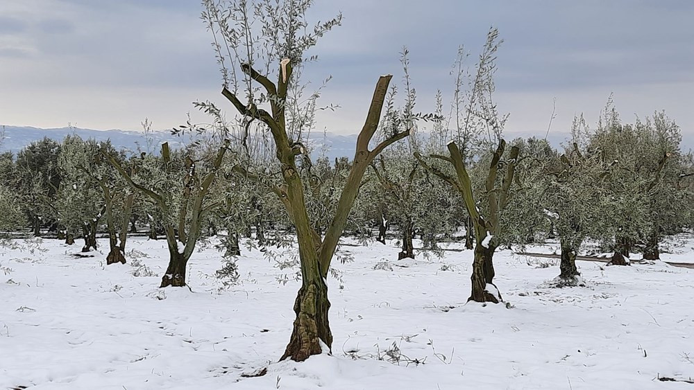 Yalancı bahara aldanan zeytin ağaçları, don nedeniyle yandı