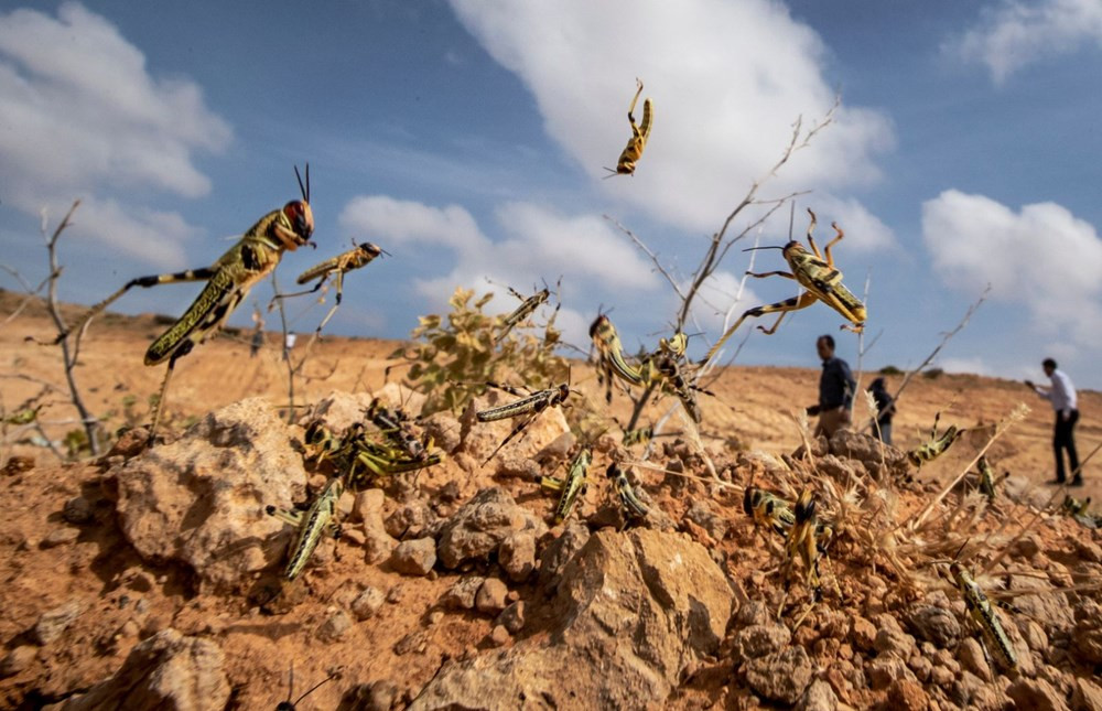 Somali'de çekirge istilası nedeniyle OHAL ilan edildi