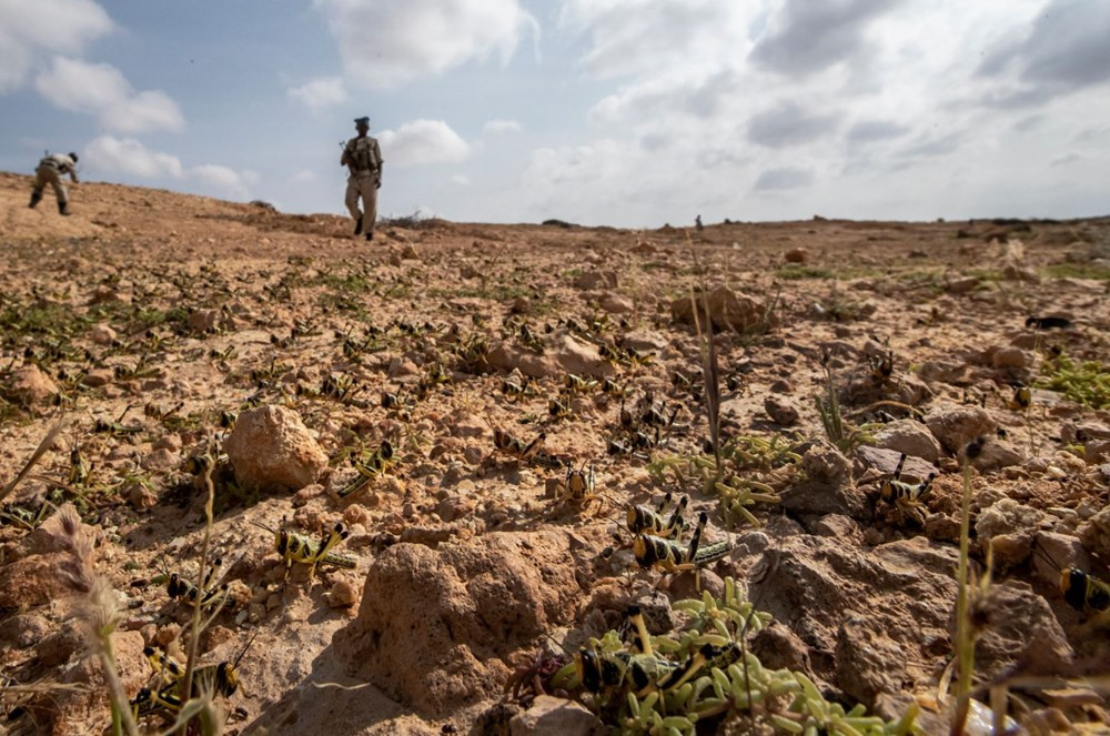 Somali'de çekirge istilası nedeniyle OHAL ilan edildi