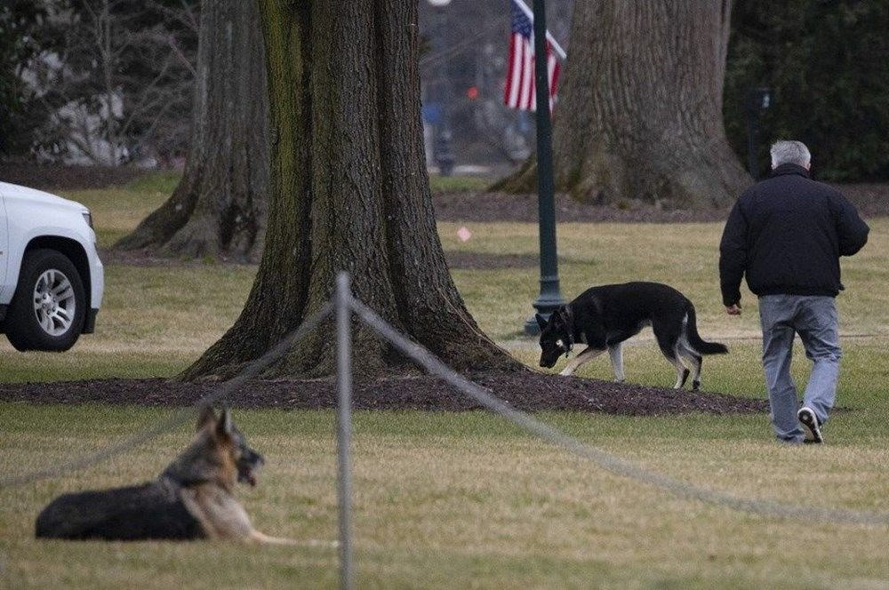 Joe Biden'ın köpeğinden yeni vukuat