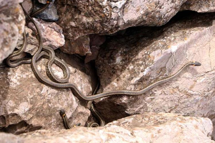 Havalar ısınınca ortaya çıktılar! Yılanlar sürü halinde görüldü