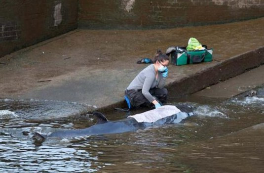 Thames nehrine giren balina için kurtarma operasyonu