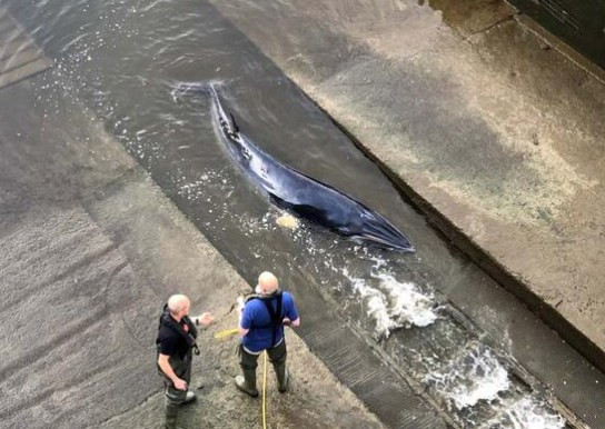 Thames nehrine giren balina için kurtarma operasyonu