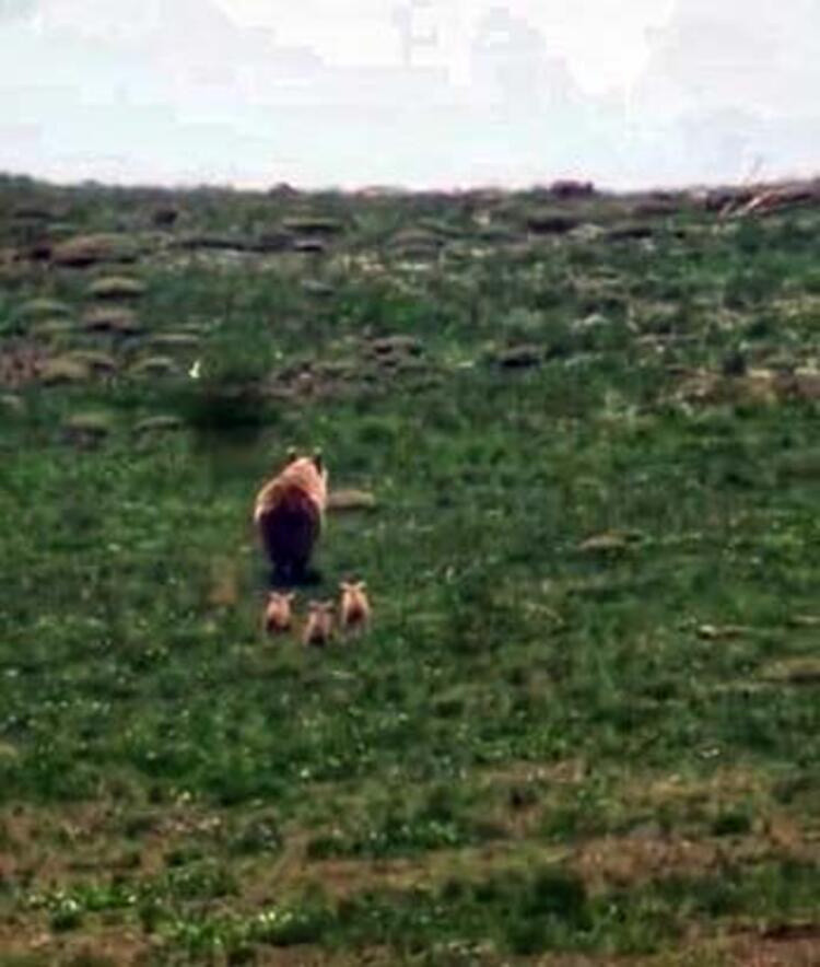 Nesli tükendiği düşünülüyordu! Uzun yıllar sonra ilk kez görüntülendi