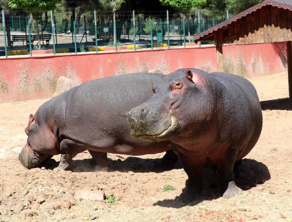 Günlük 100 kilo meyve- sebze tüketiyor