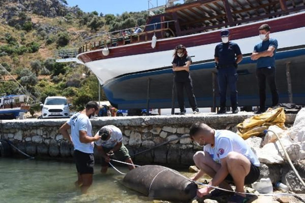 Nesli tükenmekte olan fok ölü bulundu: Balon balığı yemiş olabilir