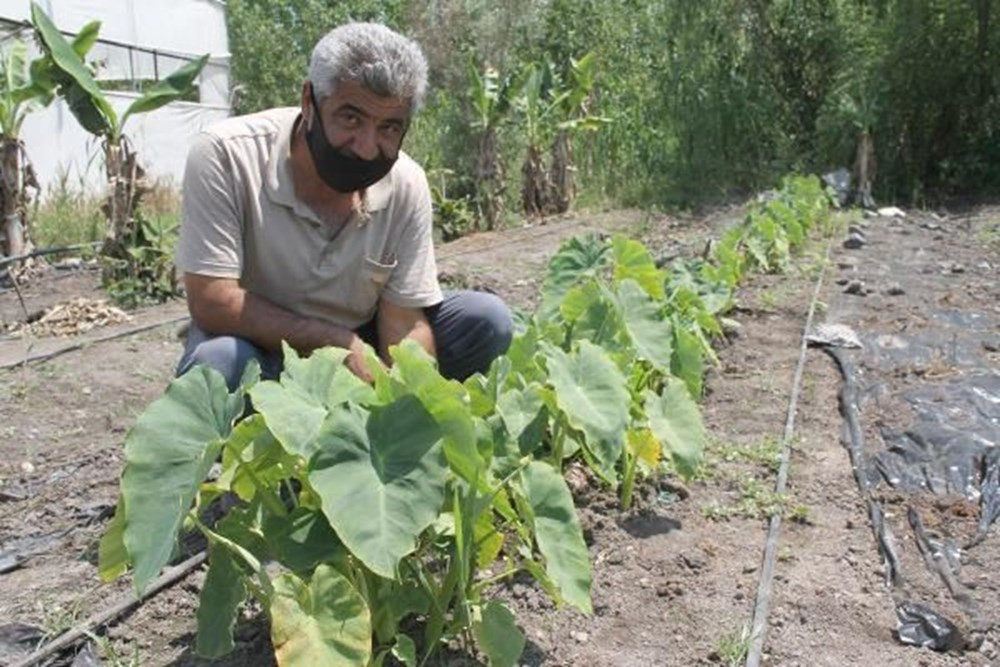 Çiftçinin yeni gözdesi gölevez: Dönümde 50 bin TL kazandırıyor