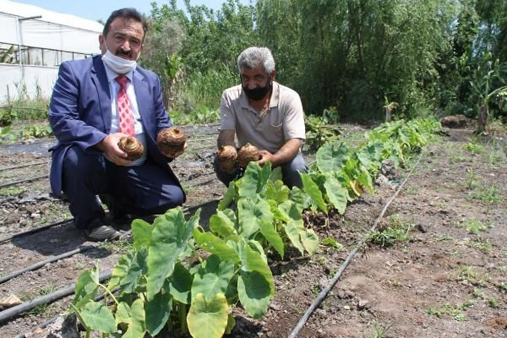 Çiftçinin yeni gözdesi gölevez: Dönümde 50 bin TL kazandırıyor