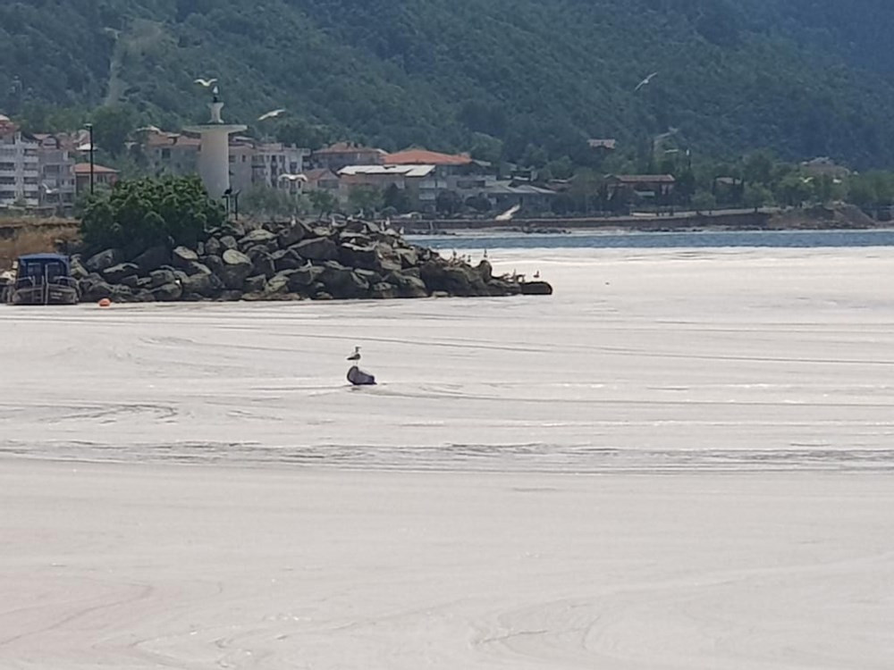 Çınarcık sahili deniz salyasıyla kaplandı!