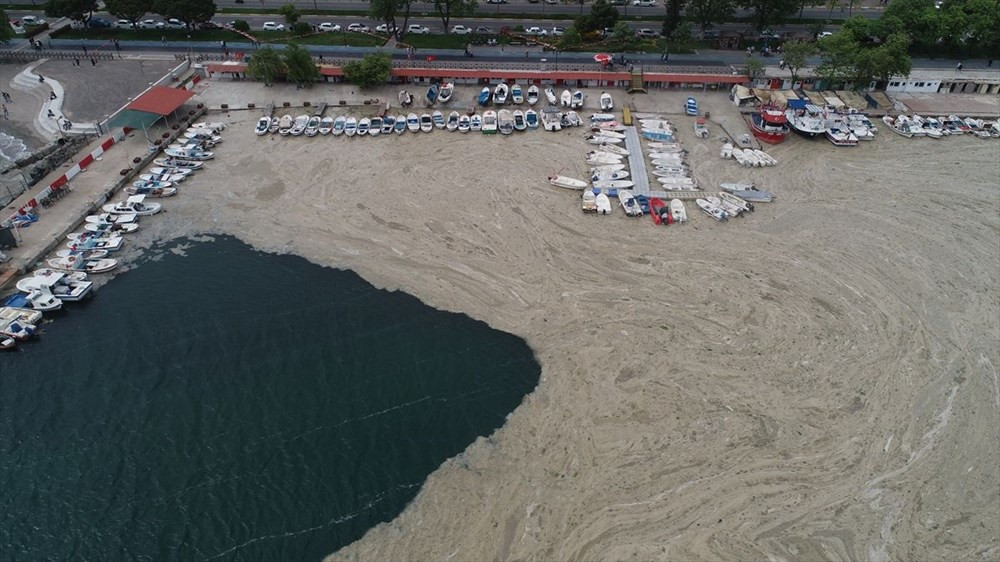 Deniz salyası uluslararası basının gündeminde