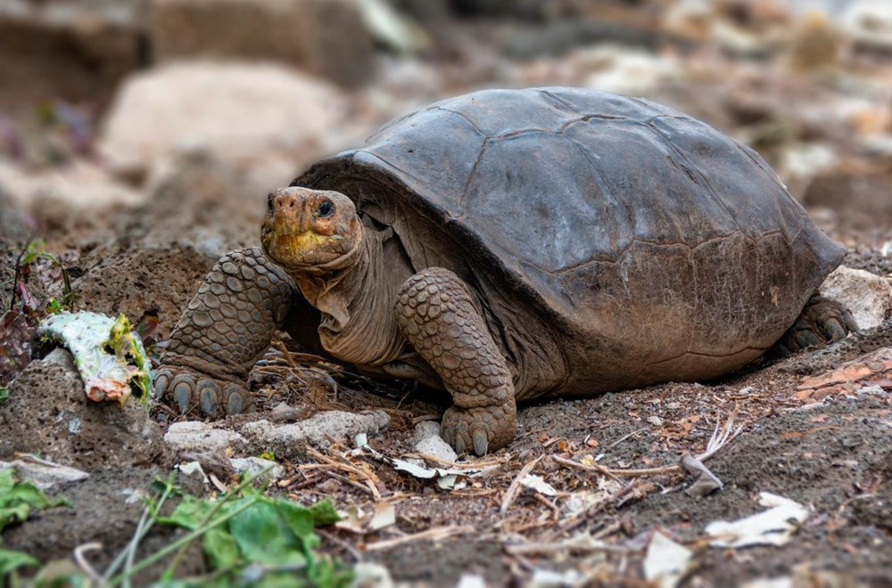 Soyu tükendiği düşünülüyordu, Galapagos Adaları’nda bulundu