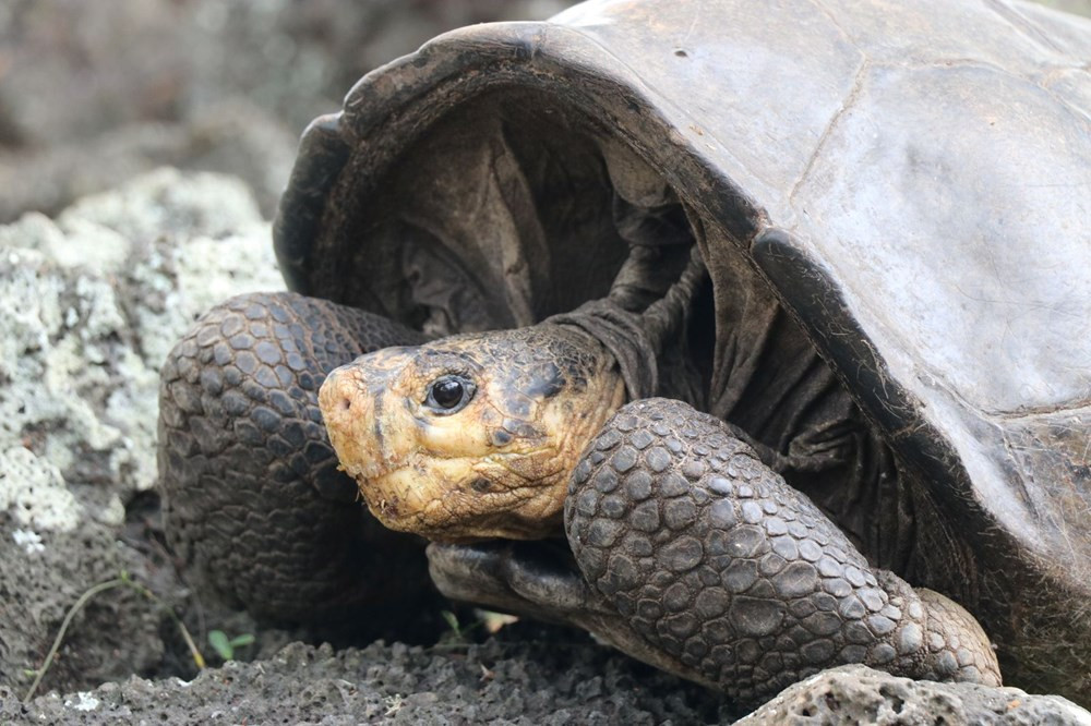 Soyu tükendiği düşünülüyordu, Galapagos Adaları’nda bulundu