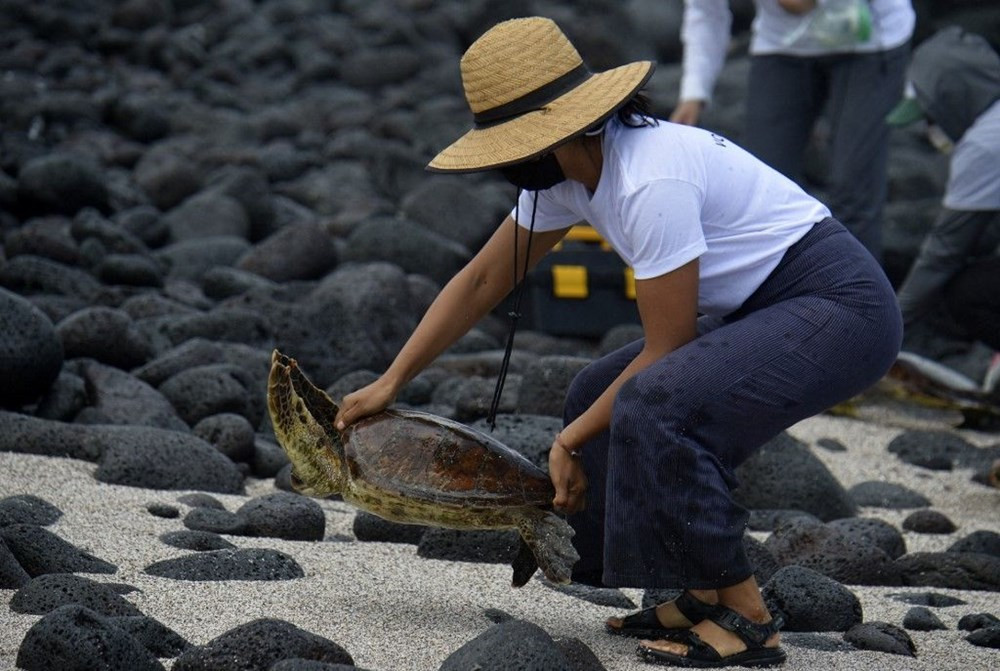 Soyu tükendiği düşünülüyordu, Galapagos Adaları’nda bulundu