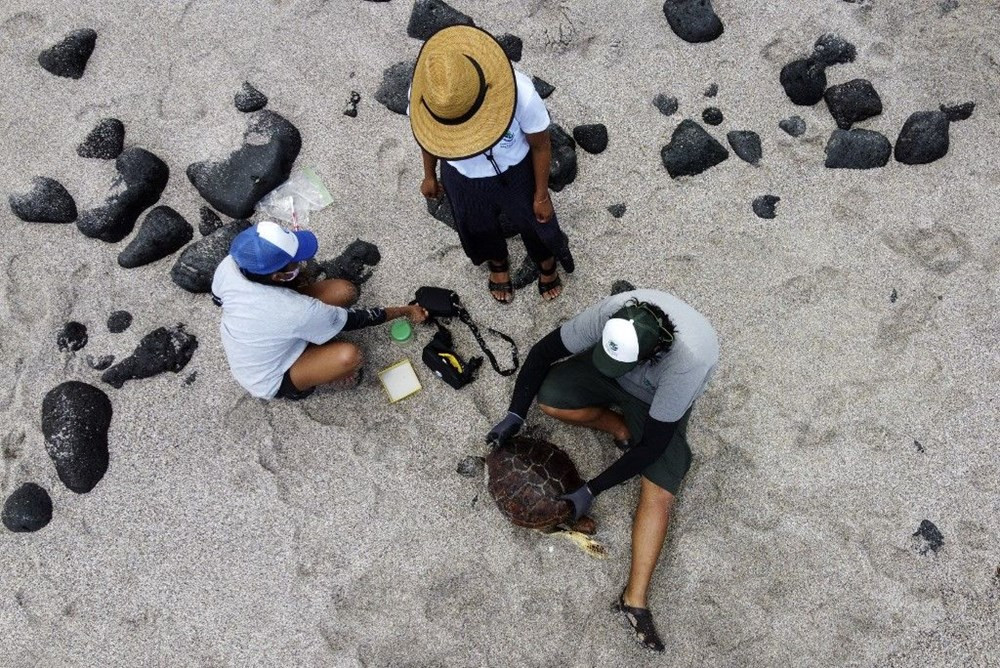 Soyu tükendiği düşünülüyordu, Galapagos Adaları’nda bulundu