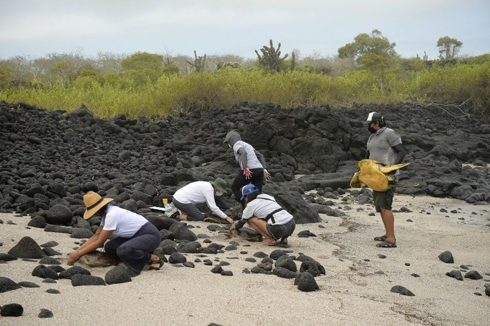 Soyu tükendiği düşünülüyordu, Galapagos Adaları’nda bulundu