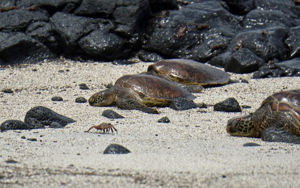 Soyu tükendiği düşünülüyordu, Galapagos Adaları’nda bulundu