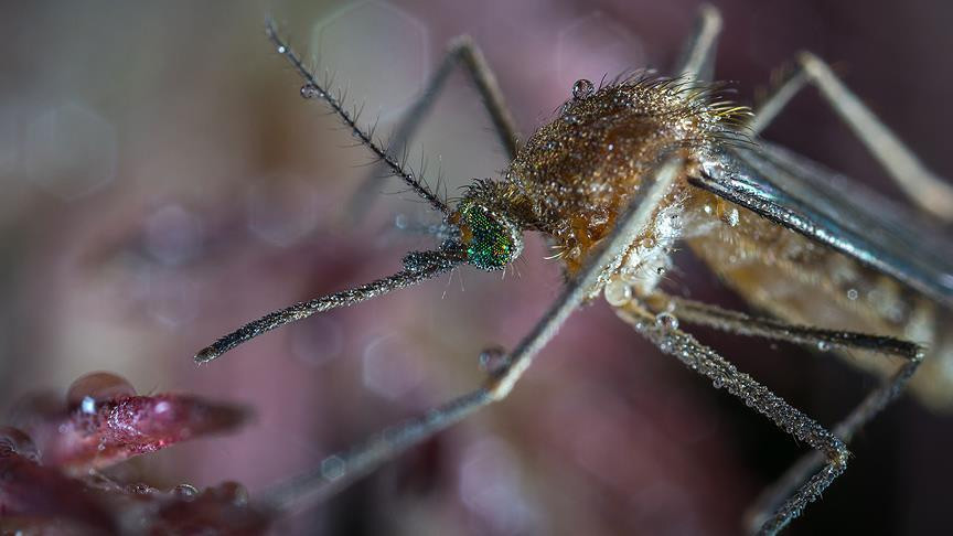 Uzmanlardan Chikungunya virüsü uyarısı!