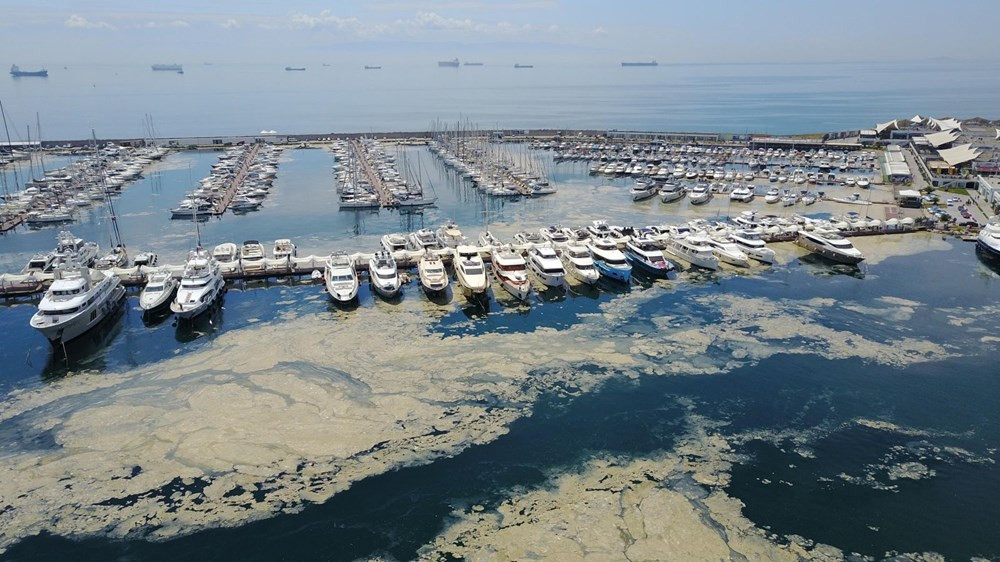 Marmara Denizi'nde salya araştırması