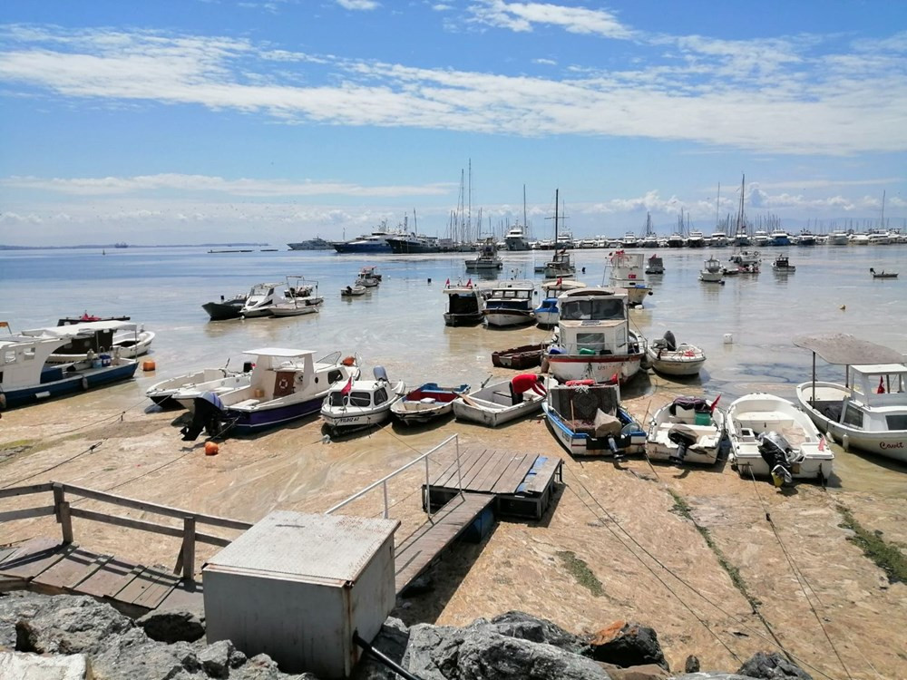 Marmara Denizi'nde salya araştırması