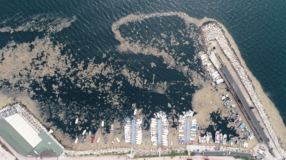 Marmara Denizi'nde salya araştırması