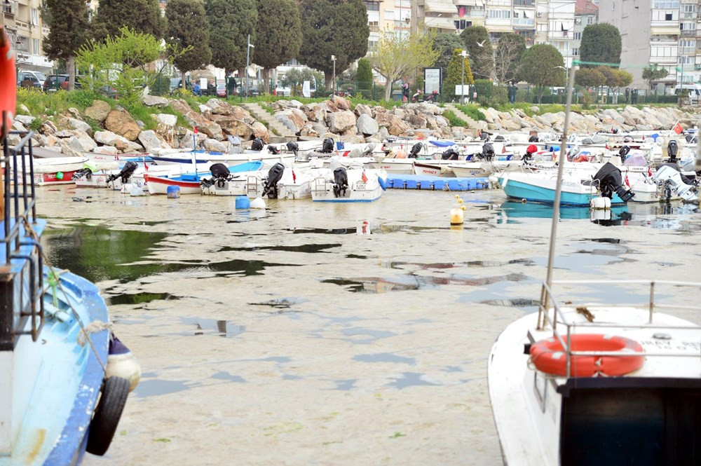 Marmara Denizi'nde salya araştırması