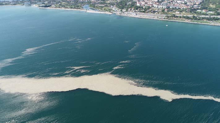 Küçükçekmece açıklarında 'müsilaj' adası!