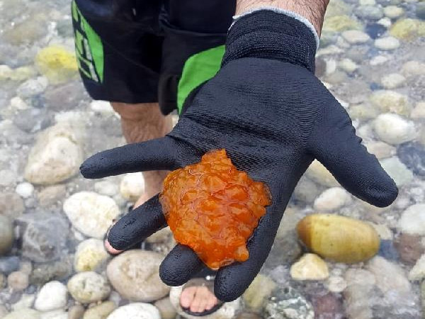 Poşet sandı... Nadir görülen deniz canlısı çıktı!