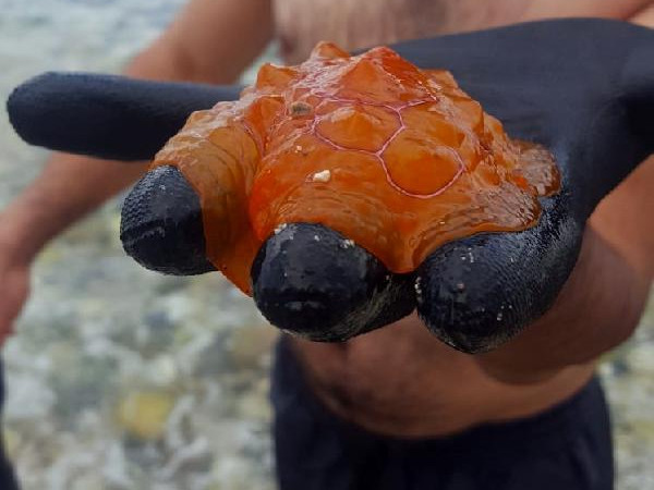 Poşet sandı... Nadir görülen deniz canlısı çıktı!