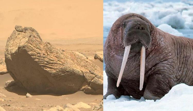 NASA'nın yeni keşfi sosyal medyada olay oldu!