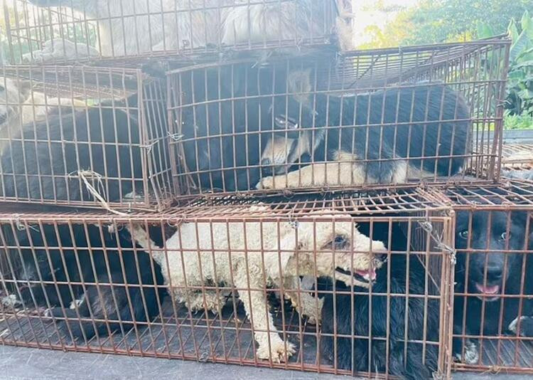 Köpekler aktivistler tarafından kurtarıldı! Hepsini yiyeceklerdi...