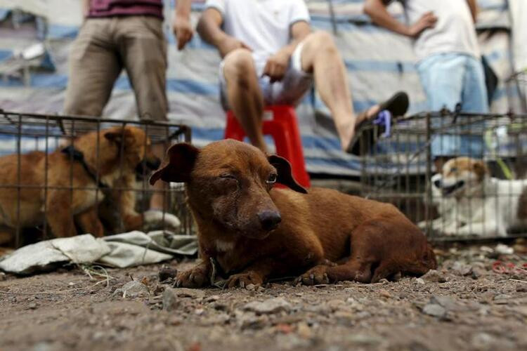 Köpekler aktivistler tarafından kurtarıldı! Hepsini yiyeceklerdi...