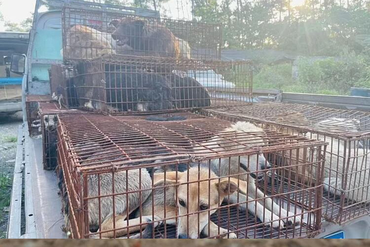 Köpekler aktivistler tarafından kurtarıldı! Hepsini yiyeceklerdi...