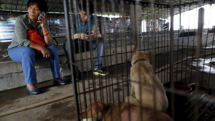 Köpekler aktivistler tarafından kurtarıldı! Hepsini yiyeceklerdi...