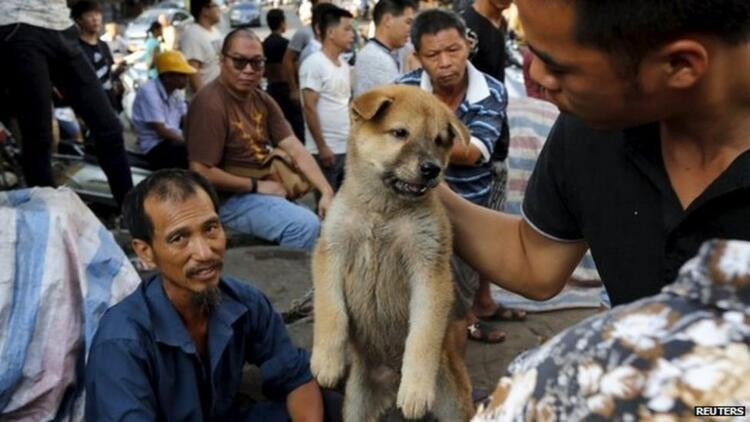 Köpekler aktivistler tarafından kurtarıldı! Hepsini yiyeceklerdi...