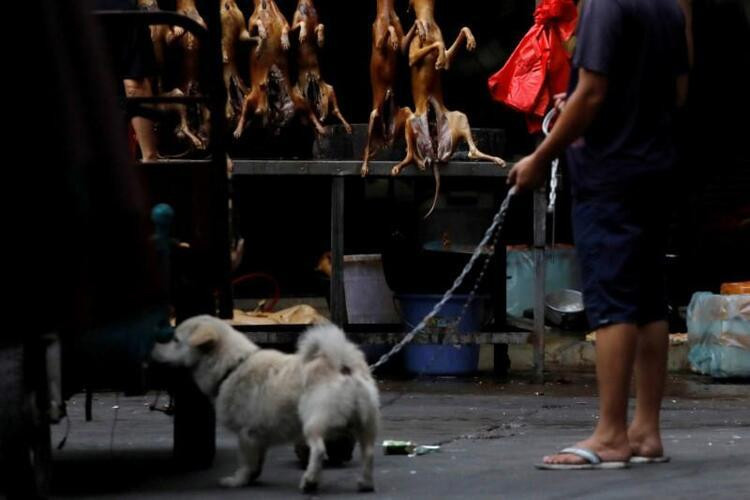 Köpekler aktivistler tarafından kurtarıldı! Hepsini yiyeceklerdi...