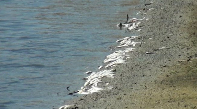 Karakaya Barajı'nda toplu balık ölümleri