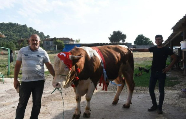 1,5 tonluk 'Paşa', 60 bin liraya satışa çıkarıldı