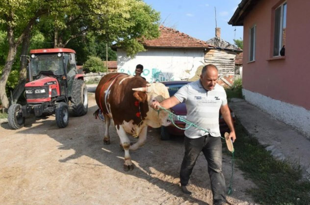 1,5 tonluk 'Paşa', 60 bin liraya satışa çıkarıldı