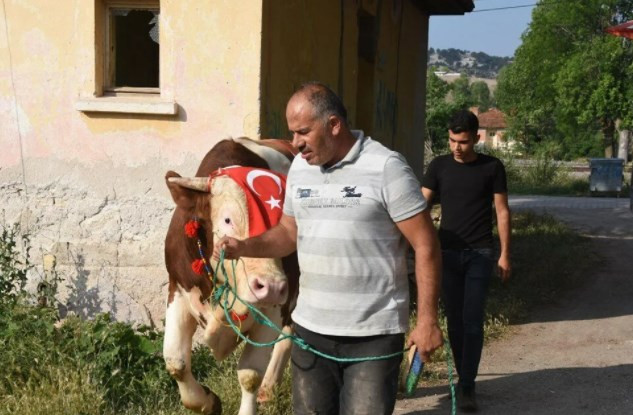 1,5 tonluk 'Paşa', 60 bin liraya satışa çıkarıldı