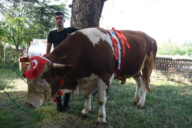 1,5 tonluk 'Paşa', 60 bin liraya satışa çıkarıldı