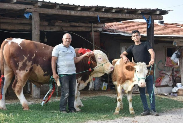 1,5 tonluk 'Paşa', 60 bin liraya satışa çıkarıldı