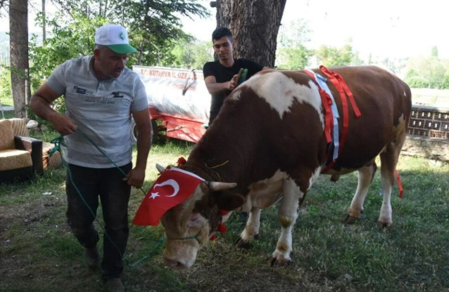 1,5 tonluk 'Paşa', 60 bin liraya satışa çıkarıldı