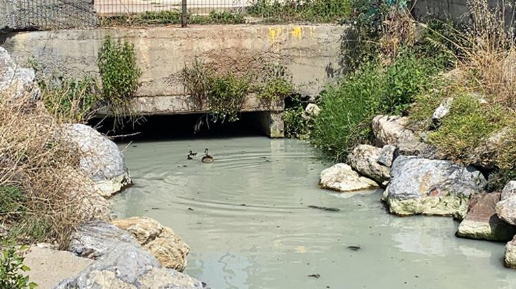 Kadıköy'de denize akan 'renkli su' endişesi