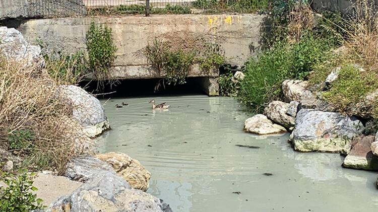 Kadıköy'de denize akan 'renkli su' endişesi