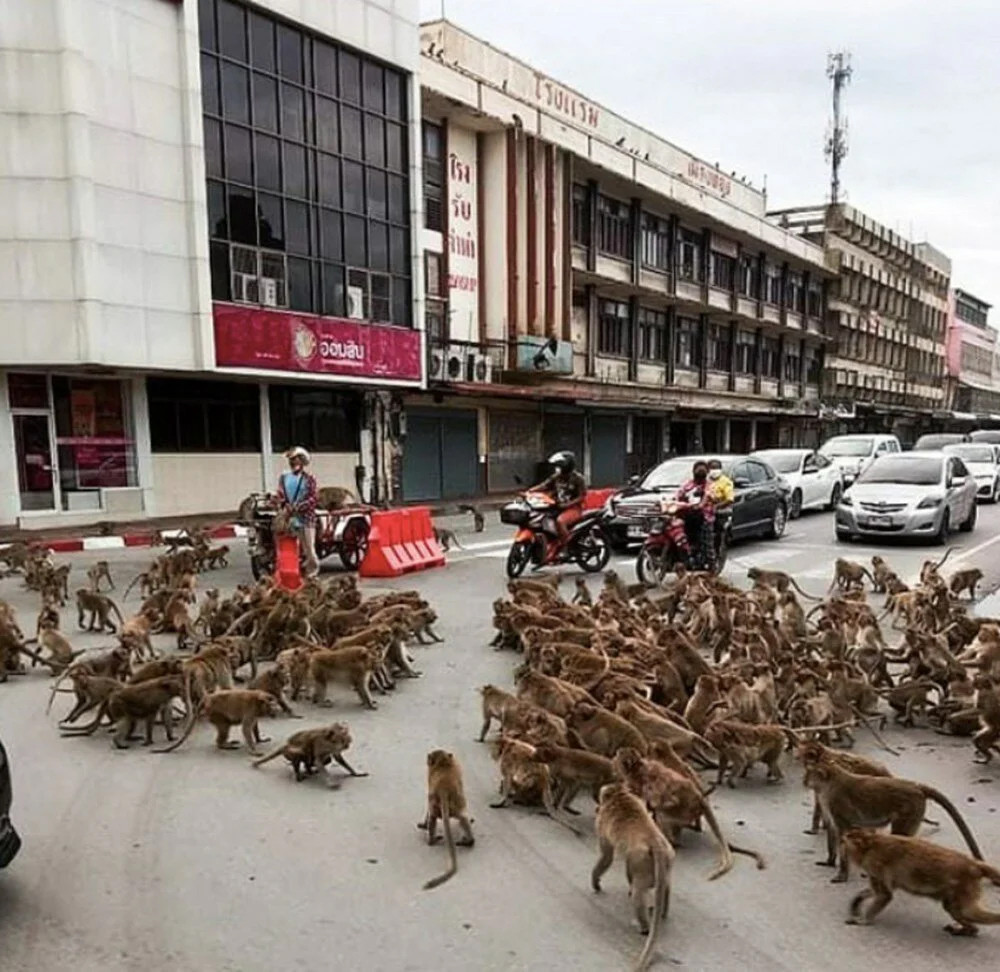 Maymunlar cehennemi! Şehir merkezini işgal ettiler...