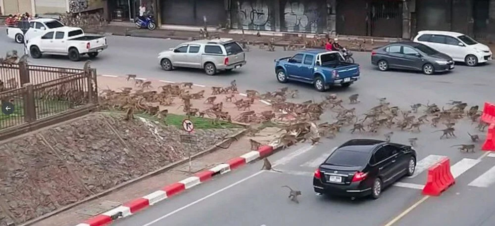 Maymunlar cehennemi! Şehir merkezini işgal ettiler...