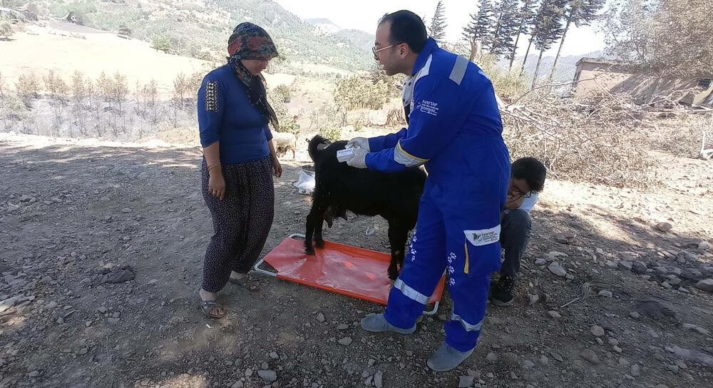 Yangında yaralanan hayvanlara tedavi