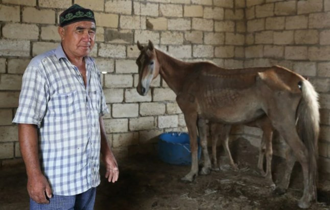 İklim değişikliğinin vurduğu Kazakistan'da binlerce hayvan öldü