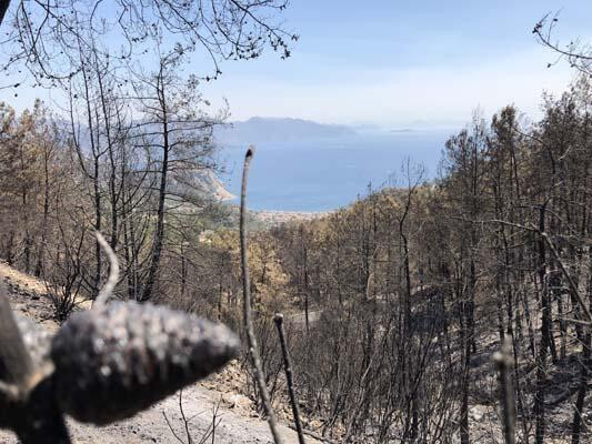 İşte yangın sonrası en çok yok olan canlı türü!